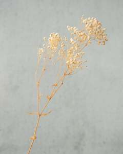 Dried flower: Gypsophila