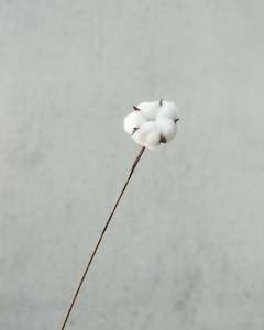 Cotton Stem