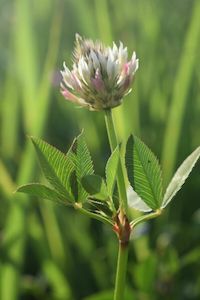 Arrowleaf Clover