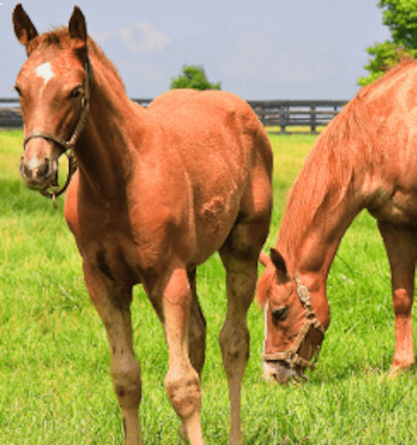 Classic Wesco Seed Mixes: Horse Master Plus