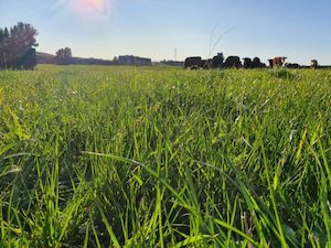 Dryland Sheep & Beef Mix