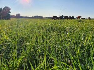 Pasture Recovery Mix