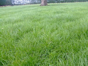 Rye Clover Mix