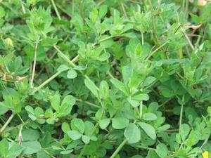 Clovers and Legumes: Lotus