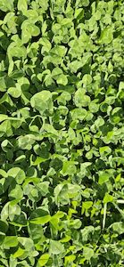 Clovers and Legumes: Huia White Clover