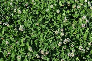 Pinnacle White Clover