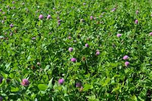 Clovers and Legumes: Strawberry Clover