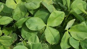 Clovers and Legumes: Surge Persian Clover