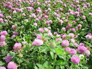 Clovers and Legumes: Hamua Red Clover