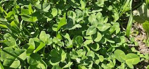 Paeroa Red Clover