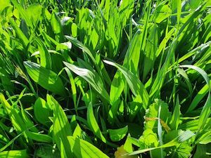 Chicory and Plantain: Drover Plantain