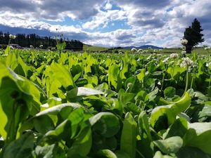 Chicory: Sargent Chicory