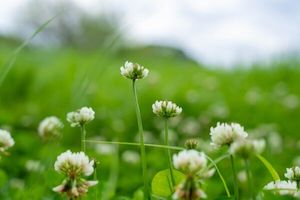 Clovers and Legumes: Balansa Clover