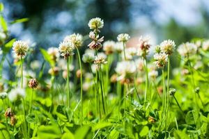 Clovers and Legumes: Berseem Clover