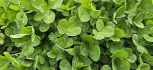 Clovers and Legumes: Crimson Clover