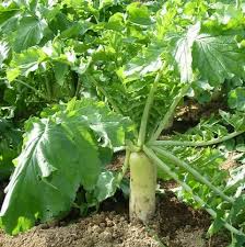 Daikon Radish