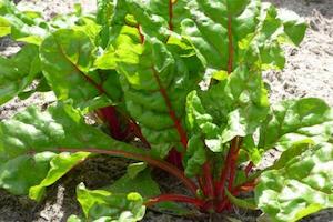 Swiss Chard