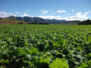 Brassicas: Goliath