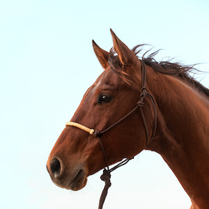 Braided Rawhide halter