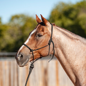 Econo Rope Halter and 8-foot Leadrope