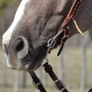 Rent Carol Goostree Double Shank Gag Barrel Bit with Twisted Wire Dr. Bristol short shank