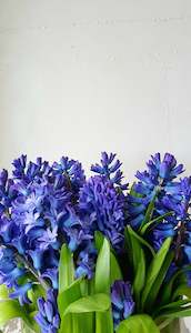 Hyacinth pot plant