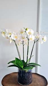 Flower: Phalaenopsis Plants White Orchid in glass planter