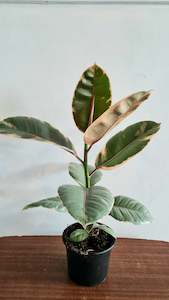 Ficus Ruby