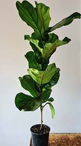 Fiddle Leaf Fig Large