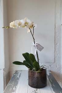 Phalaenopsis White Orchid in glass planter