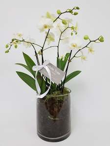 Mini Phalaenopsis Orchid Plants in Cylinder Glass