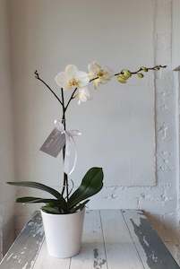 Phalaenopsis Orchid Plant