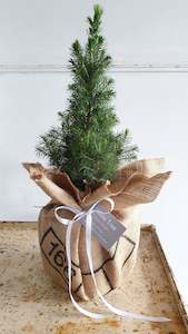 Save a Tree - Living Mini Xmas Tree