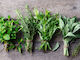 Live2Give Farm Organic Fresh Herbs - Mixed 50 g Bunch