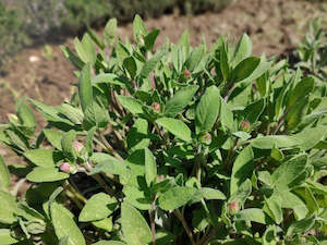 Live2Give Farm Organic Fresh Herbs -  Sage 20 g Bunch