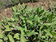 Live2Give Farm Organic Fresh Herbs -  Sage 20 g Bunch