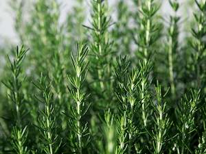 Live2Give Farm Organic Fresh Herbs -  Rosemary 20 g Bunch