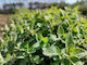 Live2Give Farm Organic Fresh Herbs - Oregano 20 g Bunch