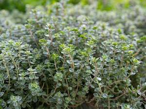 Live2Give Farm Organic Fresh Herbs - Thyme 20 g Bunch