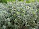 Live2Give Farm Organic Fresh Herbs - Thyme 20 g Bunch