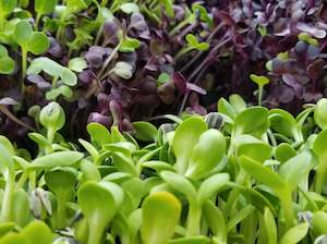 SHARING Local Organic Microgreens Rainbow Mix - 50g Punnet