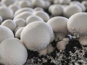 NZ Organic Mushrooms - White Button