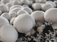 NZ Organic Mushrooms - White Button