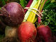 Streamside Organic Beetroot - Loose Colour Mix