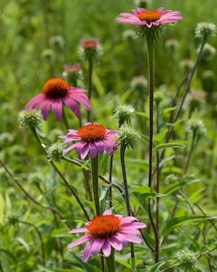 Dried Echinacea Organic 50g