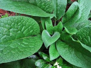 Dried Comfrey leaf