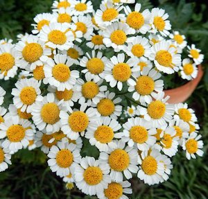 Dried Feverfew