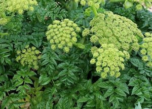 Angelica seeds