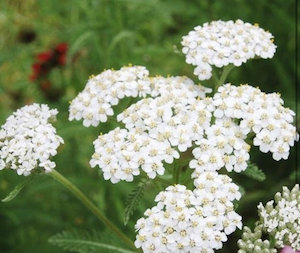 Organic Yarrow flowers 50g