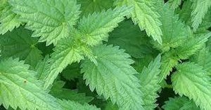 Organic Stinging Nettle 50g